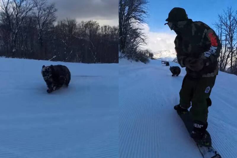 1名日本职业滑雪选手分享，他7日在长野县滑雪场训练时，突然有1只亚洲黑熊出现在滑雪道上，甚至从一路追上来企图攻击他。（图撷取自@mk2black IG，本报合成）