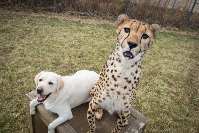 美国哥伦布动物园（Columbus Zoo）将个性稳定的拉布拉多犬（左）与猎豹（右）配对混养，利用狗狗自信、放松的特质，担任生性敏感猎豹的「情感支持犬」，协助缓解大猫在圈养环境下的焦虑压力。（图取自Columbus Zoo专页）