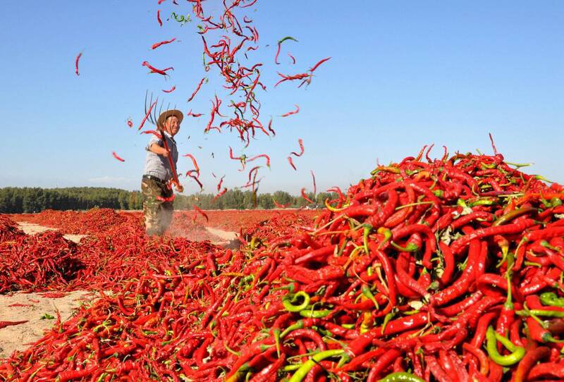 中国7岁男童多次偷窃外送餐点，吃到「变态辣」送医后家长竟要究责。中国辣椒示意图。（路透）